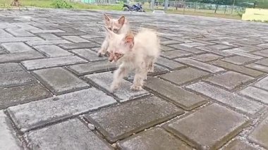 Fakir Bir Kedinin Umut Yolculuğu