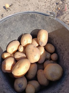 Bahçede taze patates