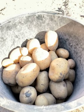 sepet içinde taze patates