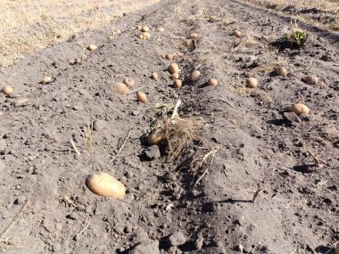 Patatesler tarlada, patatesler yazın tarlada. Patatesler büyük, büyük, büyük, küçük patatesler.