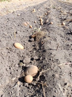 Bahçede taze patates