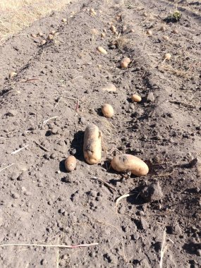 Köydeki bahçede, toprakta patatesler