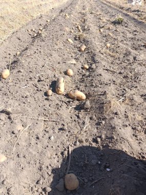 Patatesler bahçede.