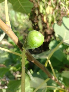 Ağaçtaki yeşil yapraklar