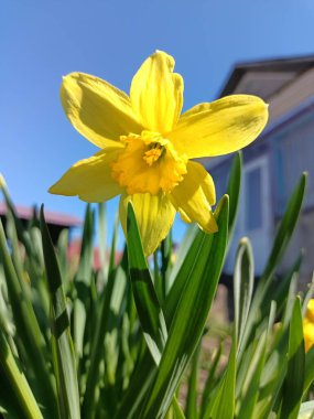 Bahçedeki güzel sarı çiçekler