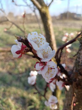 Bahçedeki güzel çiçekler