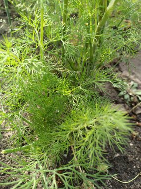 Yeşil bir bitkinin yakınında.