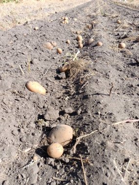 Patatesler bahçede..