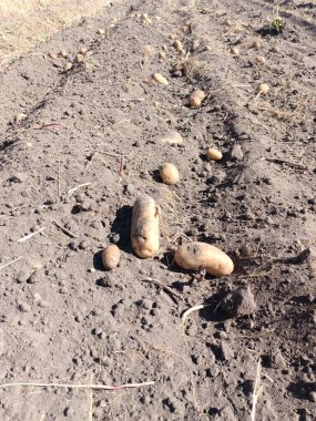 Patatesler bahçede.