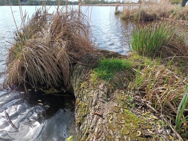 ormanda güzel nehir