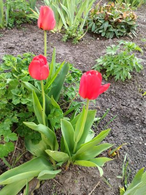 Bahçedeki kırmızı lale