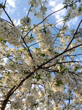 Baharda beyaz kiraz çiçekleri
