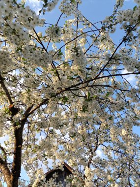 Bahçede bahar çiçekleri