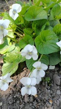 Bahçede beyaz çiçekler