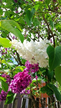 Bahçedeki güzel leylak çiçekleri