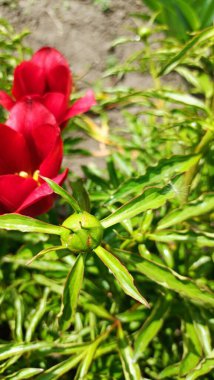 Bahçedeki güzel çiçek