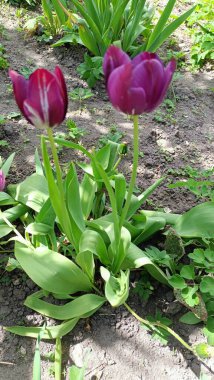 yeşil arka planı olan mor laleler.