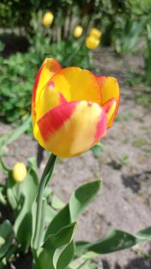 Bahçedeki güzel sarı laleler