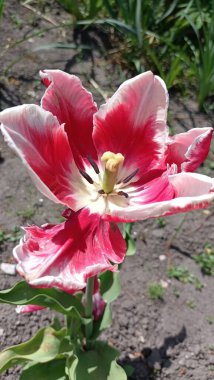 Bahçedeki güzel kırmızı çiçek