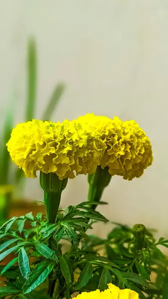 Güzel sarı çiçek ve yeşil yapraklar