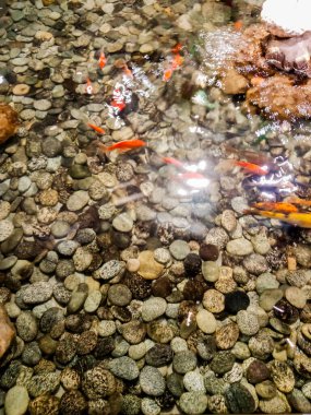 Güzel koi balığı gölette yüzüyor..