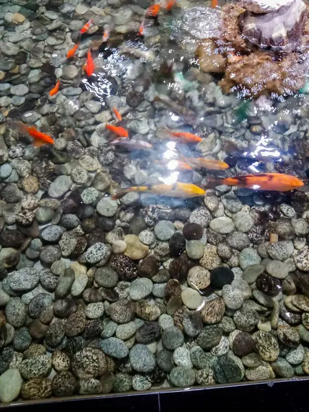 Akvaryumdaki güzel renkli balıklar.