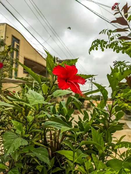 Güzel kırmızı amber çiçeği