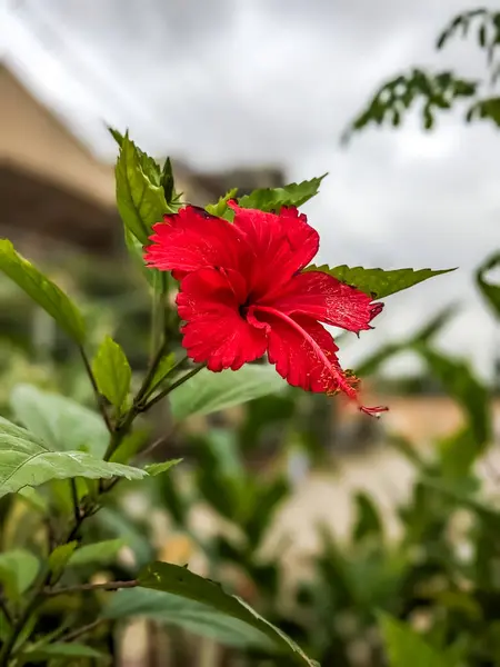 Güzel kırmızı amber çiçeği