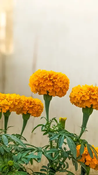 Güzel taze turuncu çiçek doğa görüntüsü