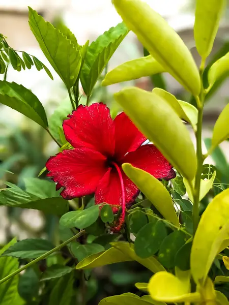 Güzel kırmızı amber çiçeği