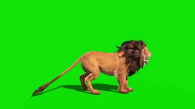  Yeşil Ekran Kaplanı koşuyor ve kükreyen Animasyon - Yüksek Kaliteli Video Görüntüsü