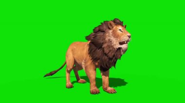  Yeşil Ekran Kaplanı koşuyor ve kükreyen Animasyon - Yüksek Kaliteli Video Görüntüsü