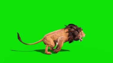  Yeşil Ekran Kaplanı koşuyor ve kükreyen Animasyon - Yüksek Kaliteli Video Görüntüsü