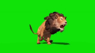  Yeşil Ekran Kaplanı koşuyor ve kükreyen Animasyon - Yüksek Kaliteli Video Görüntüsü