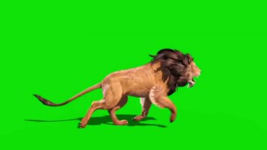  Yeşil Ekran Kaplanı koşuyor ve kükreyen Animasyon - Yüksek Kaliteli Video Görüntüsü