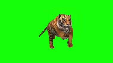 Yeşil Ekran Yürüyen Kaplan Animasyonu - Yüksek Kaliteli Video Görüntüsü