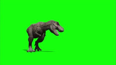 Yeşil Ekran Arkaplanında Yürüyen ve Kükreyen Dinozor Krom Anahtarlı Tarih Öncesi Yaratık Animasyonu