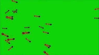 Yeşil Ekranda Sürünen Karıncaların Hareketi - Chroma Key Makro Görüntüsü