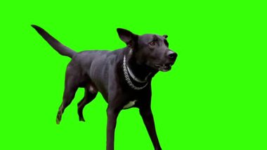 Siyah Köpek Havlaması: Yeşil Ekran: 124; Video Düzenleme İçin Yüksek Kaliteli Hayvan Görüntüsü