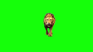 Aslan koşuyor ve yeşil ekran arka planında kükrüyor. Gerçekçi izole edilmiş aslan kroma tuşunda