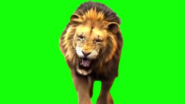 Aslan koşuyor ve yeşil ekran arka planında kükrüyor. Gerçekçi izole edilmiş aslan kroma tuşunda
