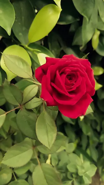 Yeşil Yaprak Arkaplanlı Kırmızı Gül Çiçeği