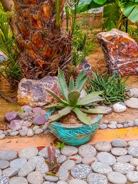 Aloe ve Succulent Mavi Seramik Saksıda Çakıl Taşlı Bitkiler