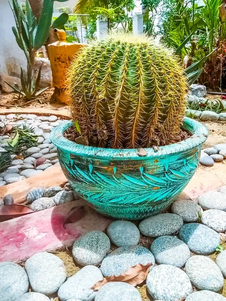 Mavi Saksıda Çakıl Tabanlı Yuvarlak Fıçı Kaktüsü