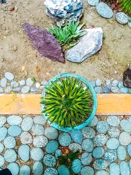 Renkli Çakıl Bahçesi 'nde Sulu Bitkilerin Üst Görünümü