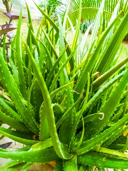 Taze Aloe Vera Bitkisi Kalın Yeşil Yapraklarla Bahçede