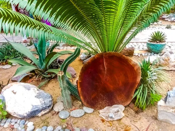 Kırsal Ağaç Gövdesi ve Çakıl Taşlarıyla Dekoratif Sago Palm