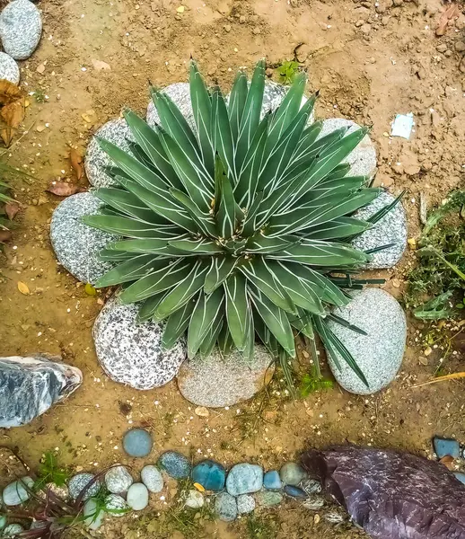 Bahçe Yatağında Çakıl ve Topraklı Sulu Bitki