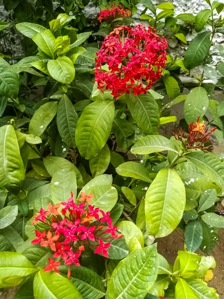 Kırmızı Ixora Çiçekleri Parlak Yeşil Yapraklar Arasında Çiçek Açıyor