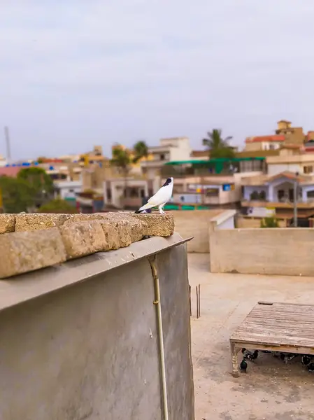 Temiz Gökyüzü ve Uzak Evlerle Şehir Çatısı Görünümü